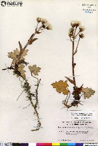 Petasites frigidus image