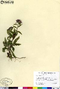 Aster sibiricus image