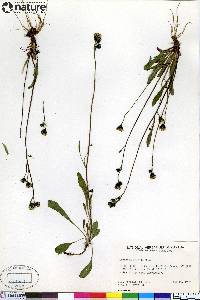 Hieracium gracile image