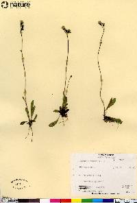 Hieracium triste image