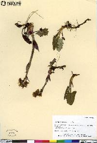 Petasites frigidus image