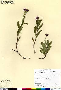 Aster sibiricus image