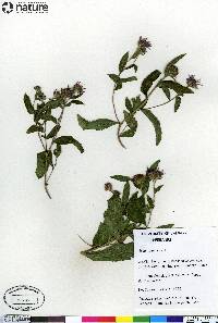 Aster sibiricus image