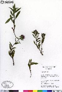 Aster sibiricus image