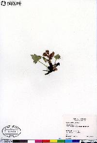 Petasites frigidus image