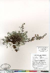 Artemisia borealis image