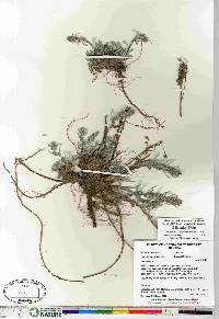Artemisia borealis image