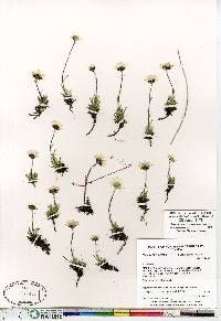 Hulteniella integrifolia image