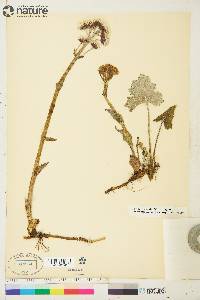 Petasites frigidus var. frigidus image