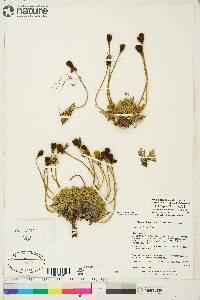 Papaver radicatum image