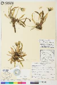 Taraxacum pseudonorvegicum image