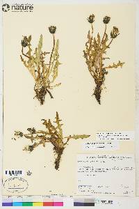 Taraxacum lacerum image