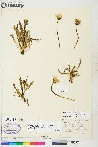 Taraxacum ceratophorum image