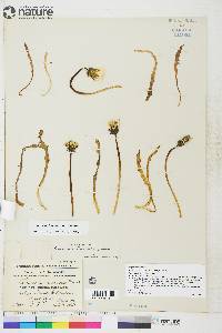 Taraxacum ceratophorum image