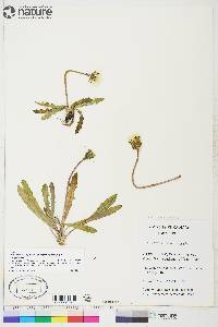 Taraxacum pellianum image