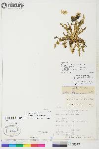 Taraxacum holmenianum image