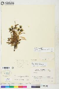 Taraxacum holmenianum image