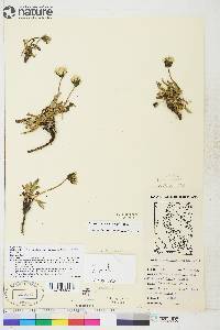 Taraxacum hyparcticum image