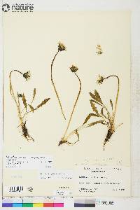 Taraxacum phymatocarpum image