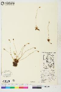 Saxifraga cespitosa image