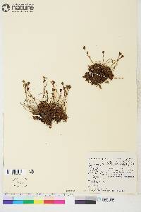 Saxifraga cespitosa image