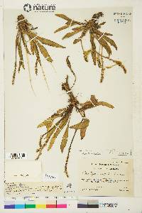 Plantago eriopoda image