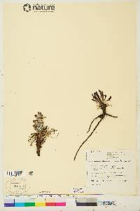 Pedicularis lanata image