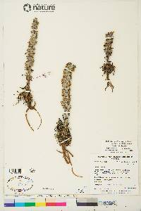 Pedicularis lanata image