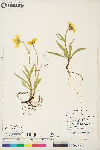 Arnica angustifolia image