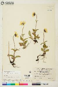 Arnica frigida image