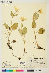 Arnica cordifolia image