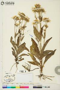 Arnica chamissonis image