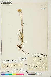 Arnica angustifolia subsp. tomentosa image