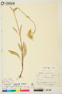 Arnica lonchophylla image