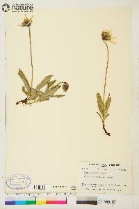 Arnica lessingii image