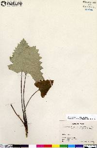 Petasites frigidus image