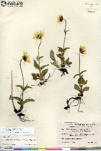 Arnica frigida image