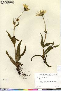 Arnica angustifolia image