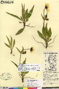 Arnica angustifolia image