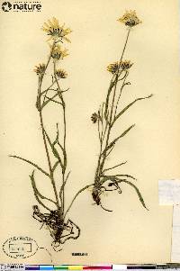 Arnica angustifolia image