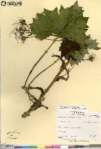 Petasites frigidus var. frigidus image