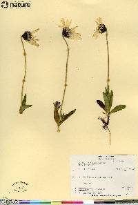 Arnica lessingii subsp. lessingii image