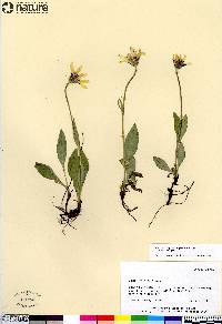 Arnica frigida image