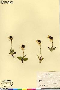 Arnica lessingii image