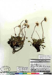 Arctanthemum arcticum image