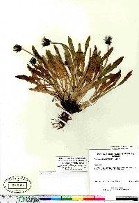 Taraxacum hyparcticum image