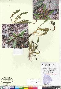 Taraxacum carneocoloratum image