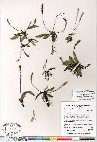 Plantago eriopoda image