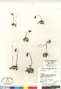 Pinguicula vulgaris image