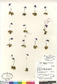 Pinguicula vulgaris image